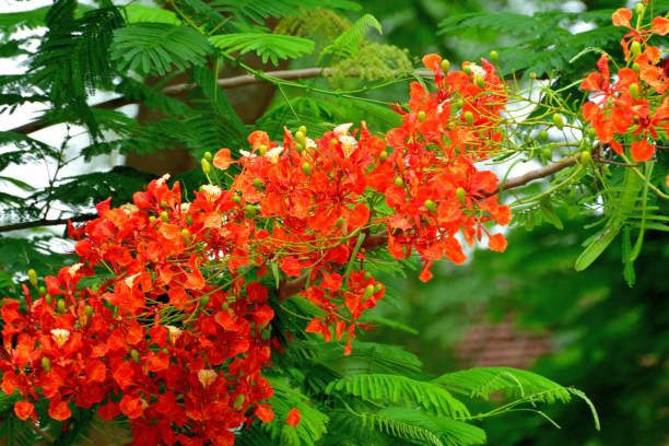 istock Flame Tree Flower/Delonix regia/Peacock Flower 1189297533