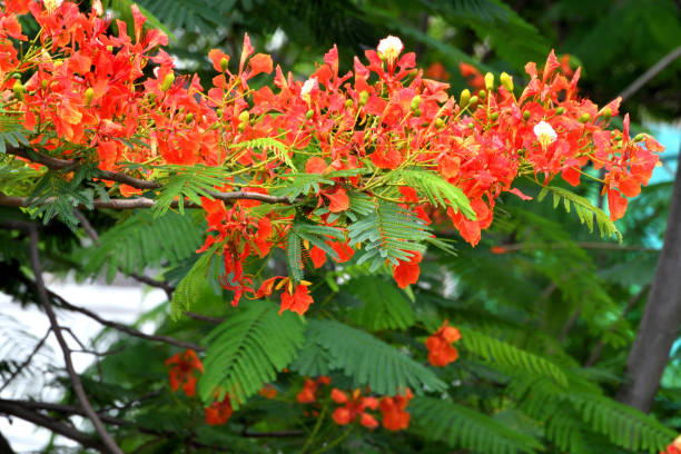 istock Flame Tree Flower/Delonix regia/Peacock Flower 1189297852