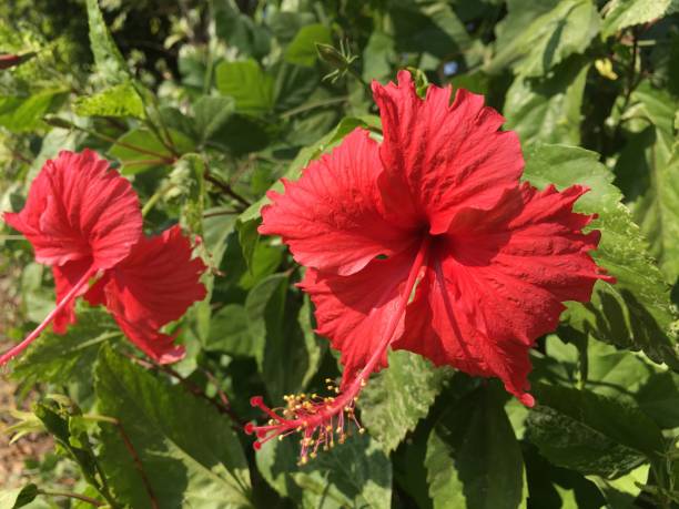 istock Red flowers in the daytime 1189299272