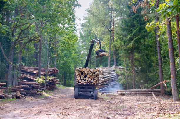 camion di tronchi corti, camion di legno, tronchi di carico nella foresta, tronchi del caricatore manipolatore - lumber industry timber truck forklift foto e immagini stock