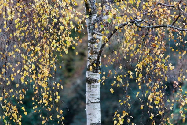 birkenbaum im herbst - deutschland - silver birch tree stock-fotos und bilder