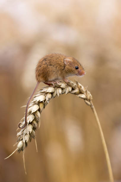 harvest mouse (micromys minutus) saß auf dem ohr von mais und fütterung - mouse rodent animal field mouse stock-fotos und bilder