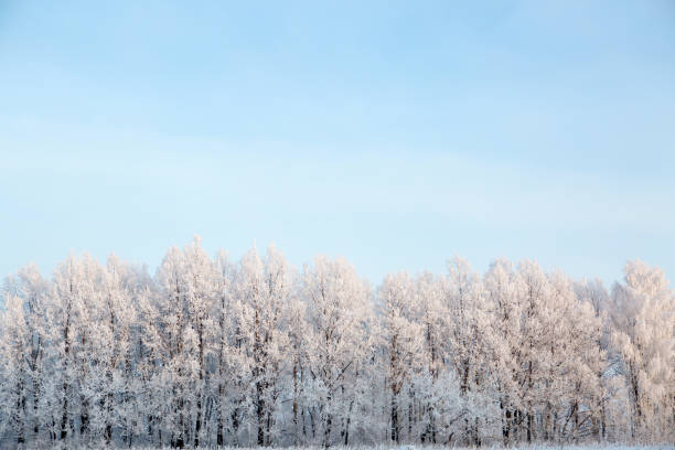istock Snow covered trees against a blue sky. Winter landscape Branches covered with snow Nature winter landscape 1189301023