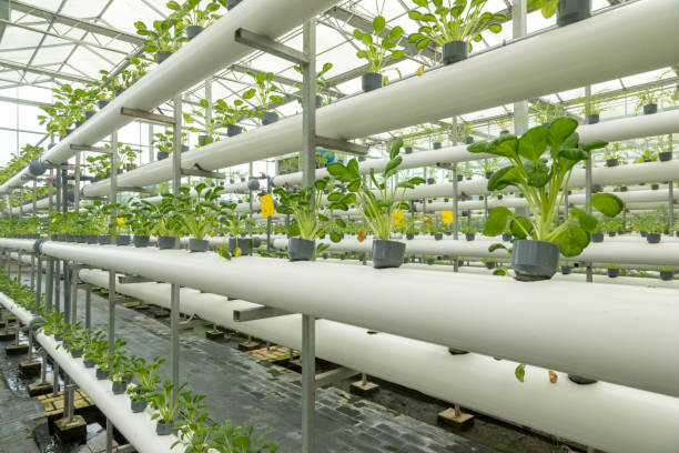 istock Vegetables grow in the greenhouse 1189301031