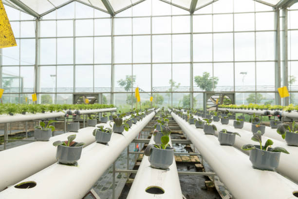 istock Vegetables grow in the greenhouse 1189301069