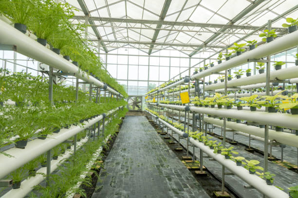 istock Vegetables grow in the greenhouse 1189301667