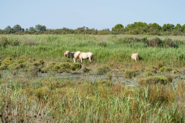 istock Wild horses standing in a field under the blue sky 1189301795
