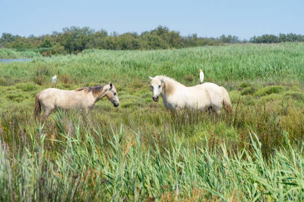 istock Wild horses standing in a field under the blue sky, birds siting on their back 1189302099