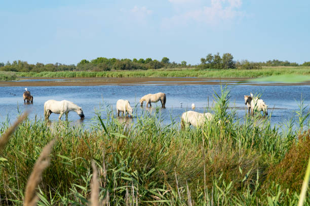 istock Wild horses standing in water, drinking under the blue sky 1189302166