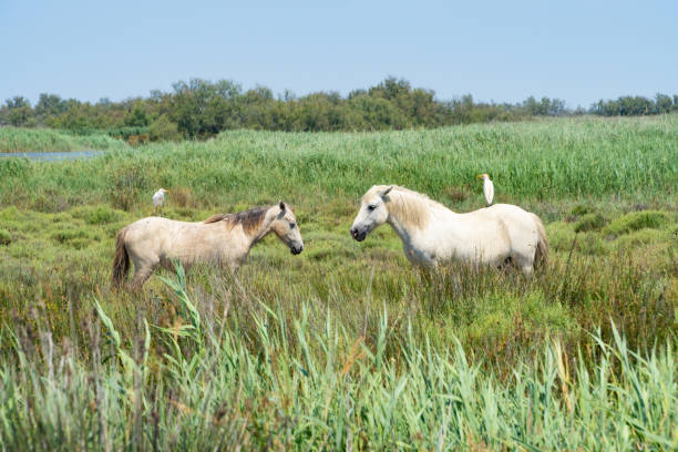 istock Wild horses standing in a field under the blue sky, birds siting on their back 1189302168