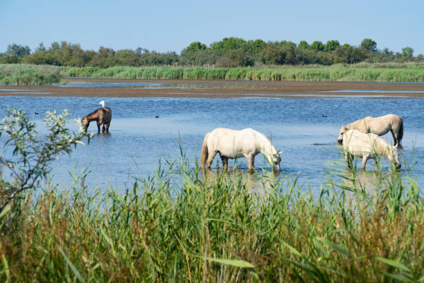 istock Wild horses standing in water, drinking under the blue sky 1189302178