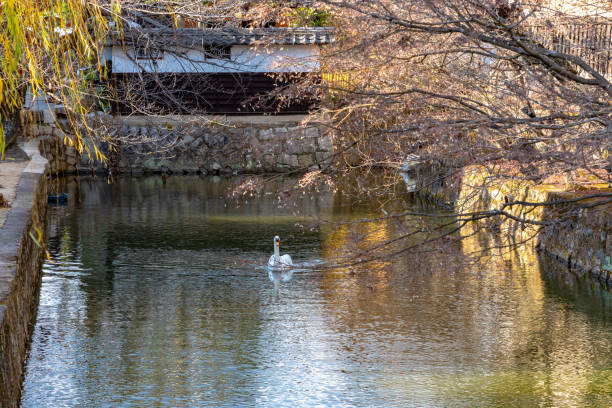 istock Wild swan swimming in the pond 1189302482