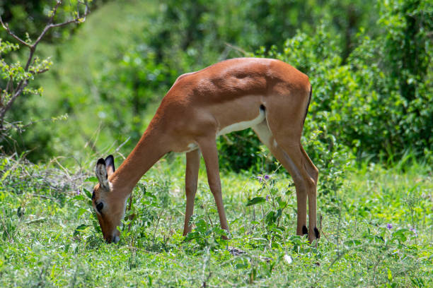 istock Impala ram in African safari, Tanzania 1189303676
