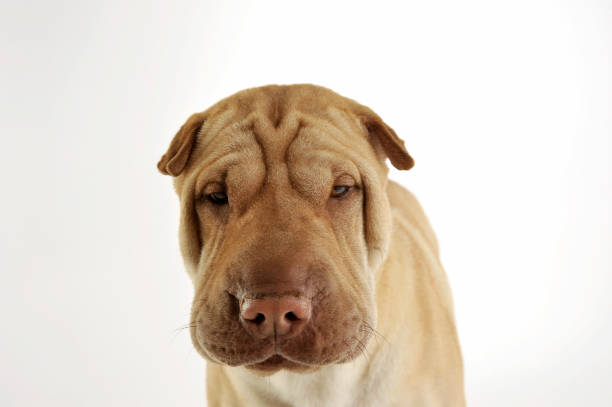 retrato de um adorável shar pei olhando curiosamente para a câmera - shar pei dog beauty animal tongue - fotografias e filmes do acervo