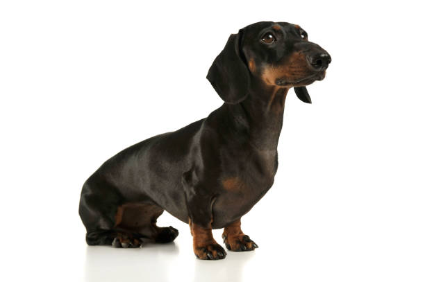 istock Studio shot of an adorable black and tan short haired Dachshund looking curiously 1189304049