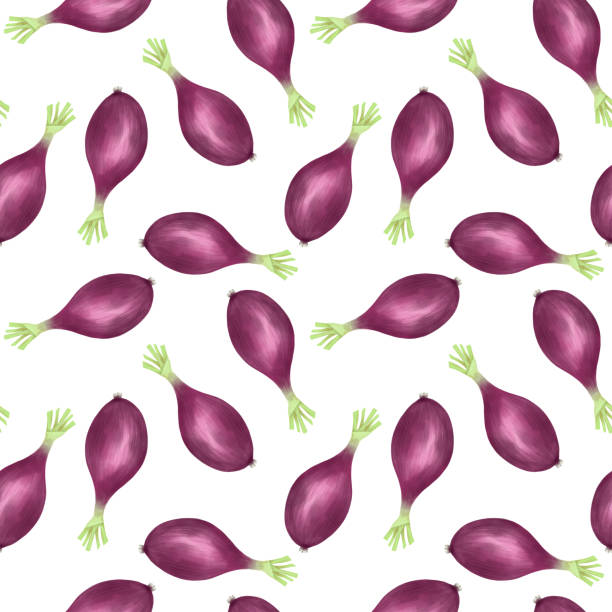 ilustrações de stock, clip art, desenhos animados e ícones de seamless pattern with purple onion, hand drawn on a white background - chive white onion backgrounds