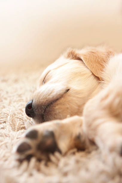 istock Golden retriever puppy 6 weeks old 118930484