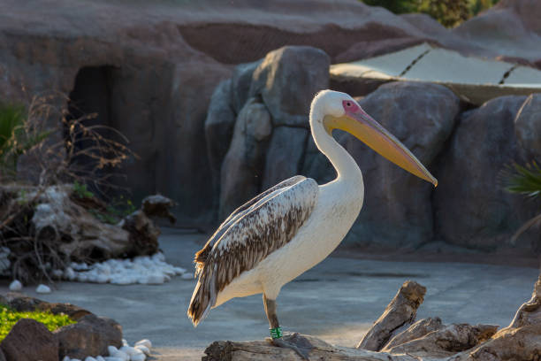 istock a pelican in the zoo 1189305786