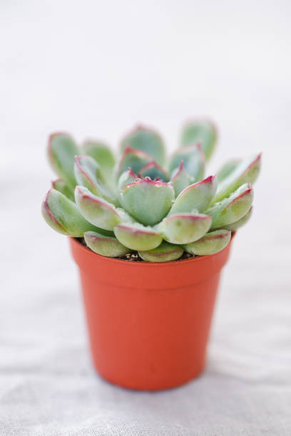 istock Succulent Echeveria in a pot isolated on a white background. 1189308046