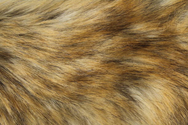 textura de pelusa de fondo de color zorro cálido - peludo fotografías e imágenes de stock