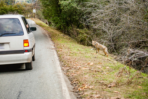 Tourists watching a coyote at the roadside into the car