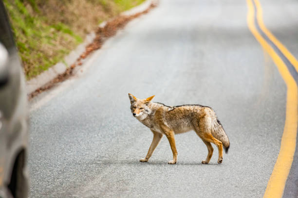 istock Coyote in Sequoia national park 1189309606