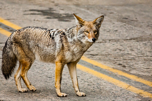Coyote en el parque nacional de Sequoia photo