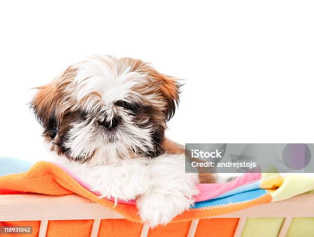 Shihtzu Stock Photo - Download Image Now - Animal, Canine - Animal, Care