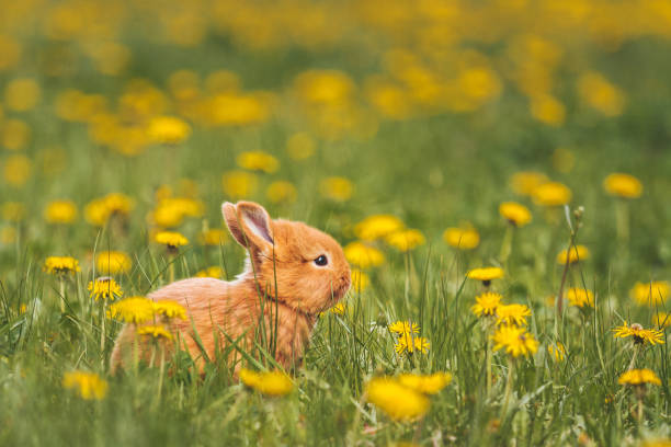istock cute red rabbit among dandelions 1189310950