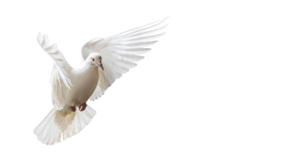 istock white dove beautifully flies isolated on white 1189310987