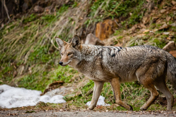 istock Coyote in Sequoia national park 1189311377