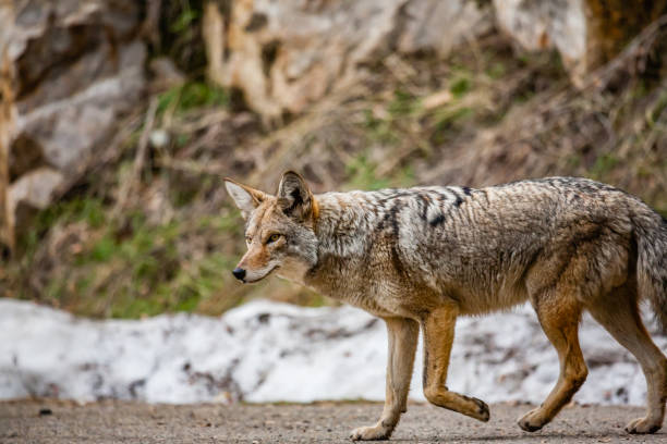 istock Coyote in Sequoia national park 1189311610
