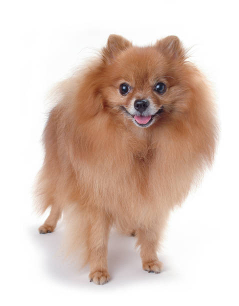istock Pomeranian on the white background 1189313417
