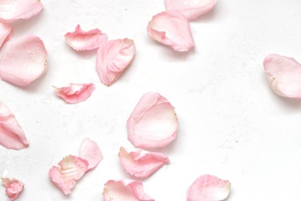 istock In selective focus a group of sweet pink rose corollas on white  background 1189314532