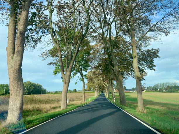 istock Rural road with tree alley 1189314686