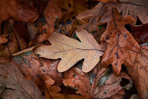 oak leaf with dew drops on the autumn foliage background