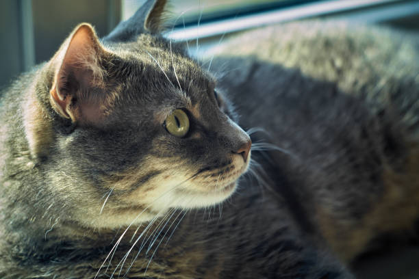 istock gray striped cat lies on the windowsill 1189315251