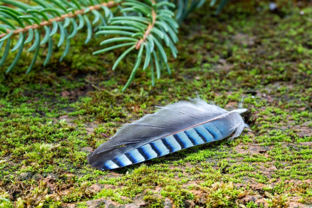 Blue jay feather on the forest floor