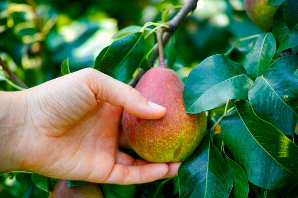 istock Woman hand taking crop of pear from fruit tree. 1189316103