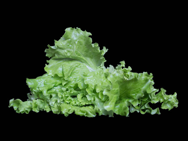 istock Garden lettuce leaves isolated on black 1189316973