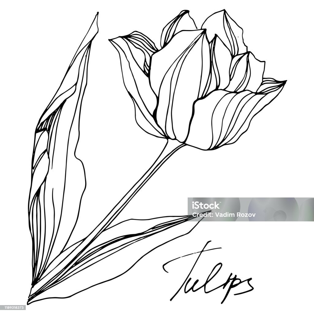 Hình ảnh vẽ hoa tulip bằng bút chì cực đẹp và sống động