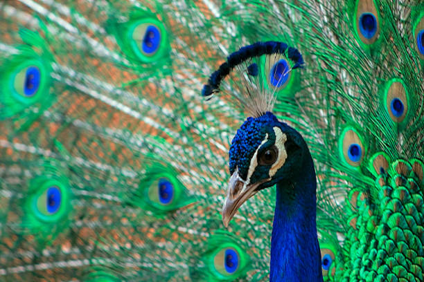 크고 밝은 색상의 새아프리카 공작의 전경을 가까이서 볼 수 있습니다. 깃털이 있는 아름다운 공작의 초상화. - close up peacock animal head bird 뉴스 사진 이미지