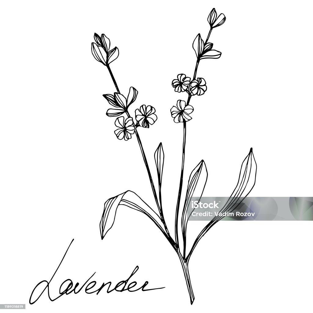 Hoa vector lavender với đầy đủ các chi tiết ấn tượng, từ những cánh hoa nhỏ cho đến những trái tim nhỏ hòa quyện theo từng đường nét của bức vẽ. Hãy xem và trải nghiệm ngay bây giờ!