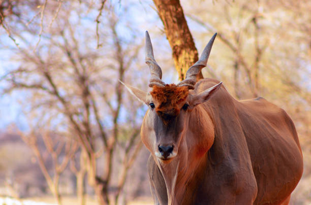 belles images de la plus grande antilope africaine. fin d'antilope africaine sauvage d'eland vers le haut - éland du cap photos et images de collection