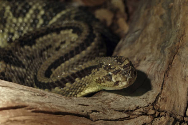 セントラル・アメリカン・ガラガラヘビ - timber rattlesnake ストックフォトと画像