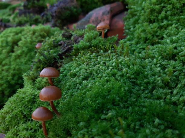 istock Muss and mushrooms Little World 1189320041