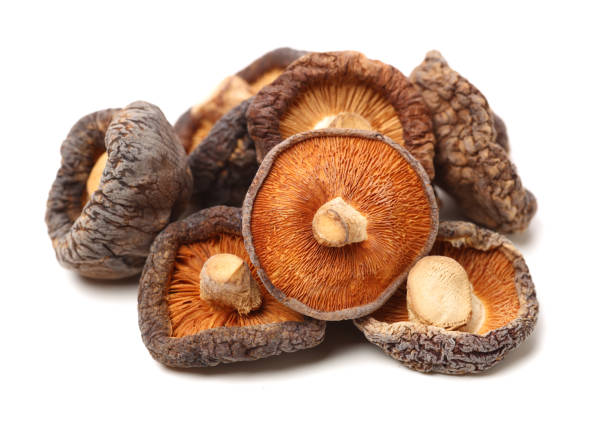 dry shiitake mushroom - shiitake mushroom edible mushroom mushroom dry imagens e fotografias de stock