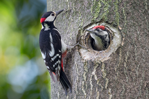 Male pileated woodpecker (Dryocopus pileatus) in the lush-green woods of early spring in New England, perched on a sugar maple tree covered in lichen, with copy space on the right