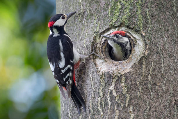 Father and son, portrait of Great spotted woodpeckers (Dendrocopos major) wonderful wildlife photography of hummingbird woodpecker stock pictures, royalty-free photos & images