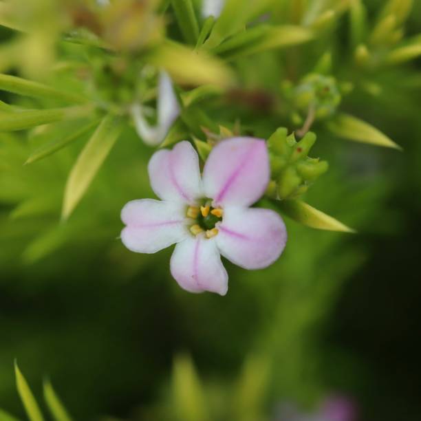 istock Macro closeup of a small colourful flower 1189321577